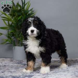 Asher, Mini Bernedoodle Puppy